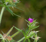 Cutleaf geranium